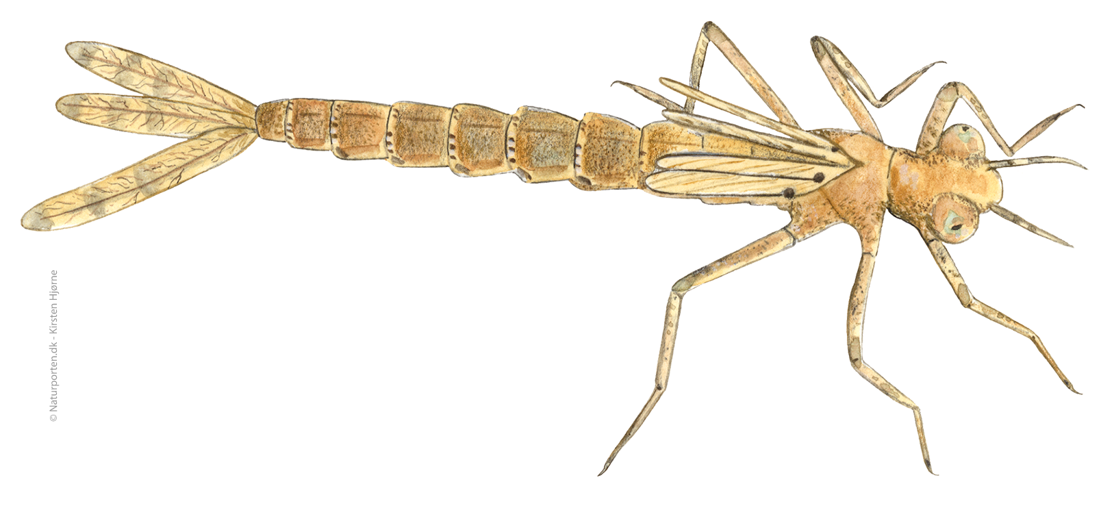 Rødøjet vandnymfe larve © Naturporten - Kirsten Hjørne