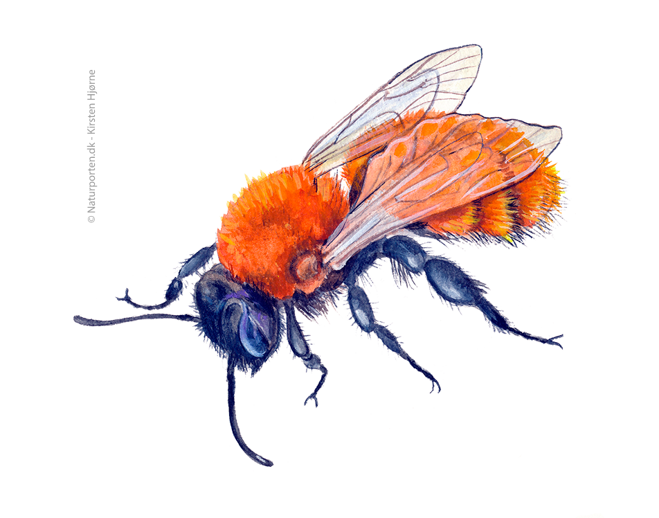 Rødpelset jordbi © Naturporten - Kirsten Hjørne