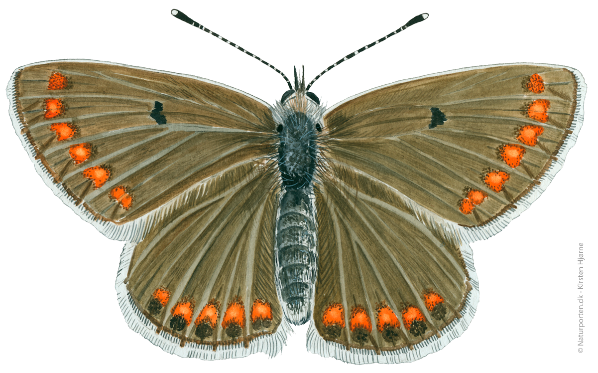 Rødplettet blåfugl © Naturporten - Kirsten Hjørne