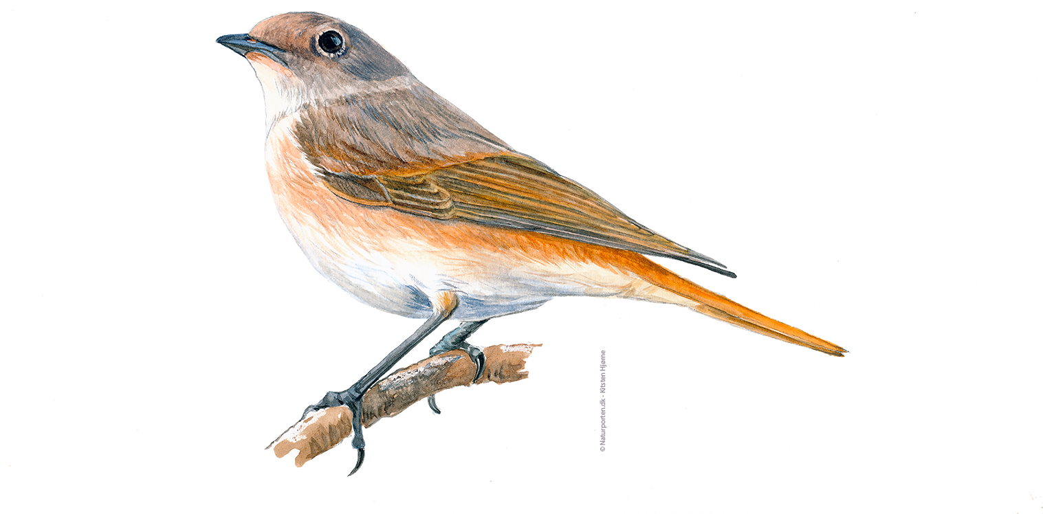 Rødstjert hun © Naturporten - Kirsten Hjørne