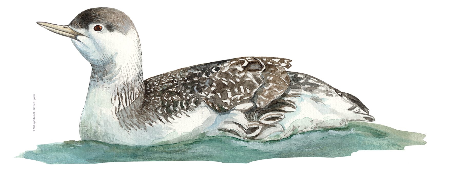 Rødstrubet lom hun © Naturporten - Kirsten Hjørne