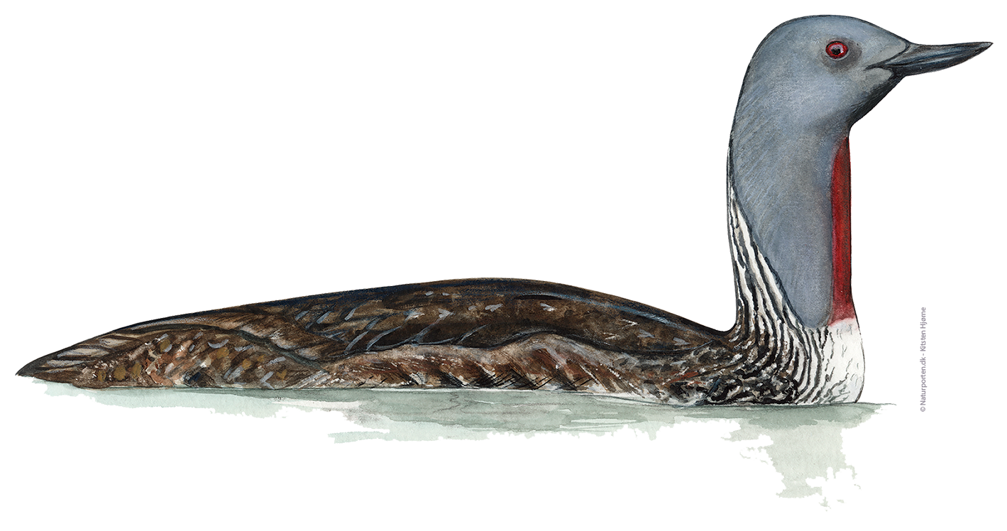 Rødstrubet lom han © Naturporten - Kirsten Hjørne