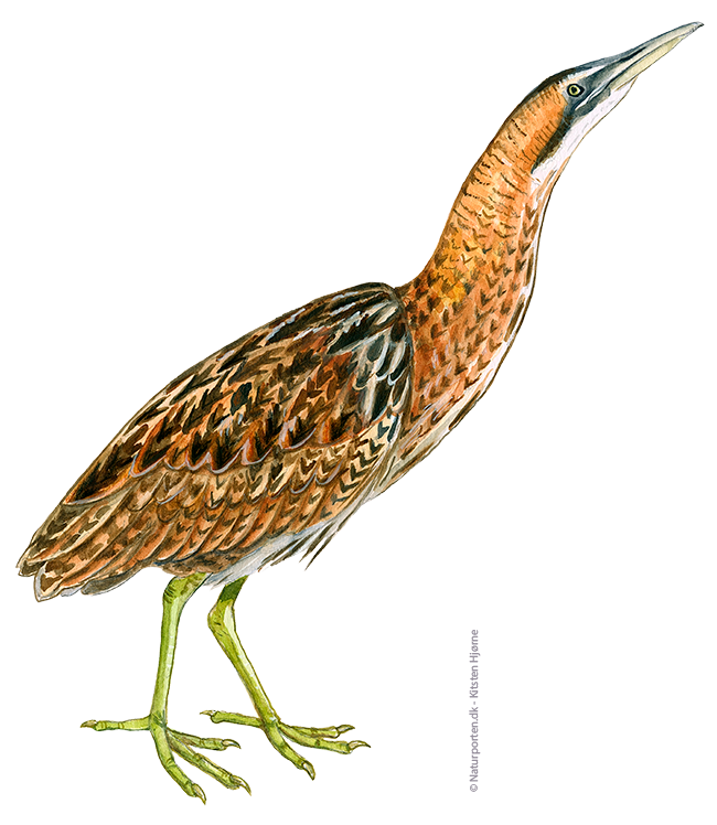 Rørdrum © Naturporten - Kirsten Hjørne