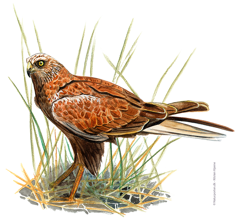 Rørhøg © Naturporten - Kirsten Hjørne