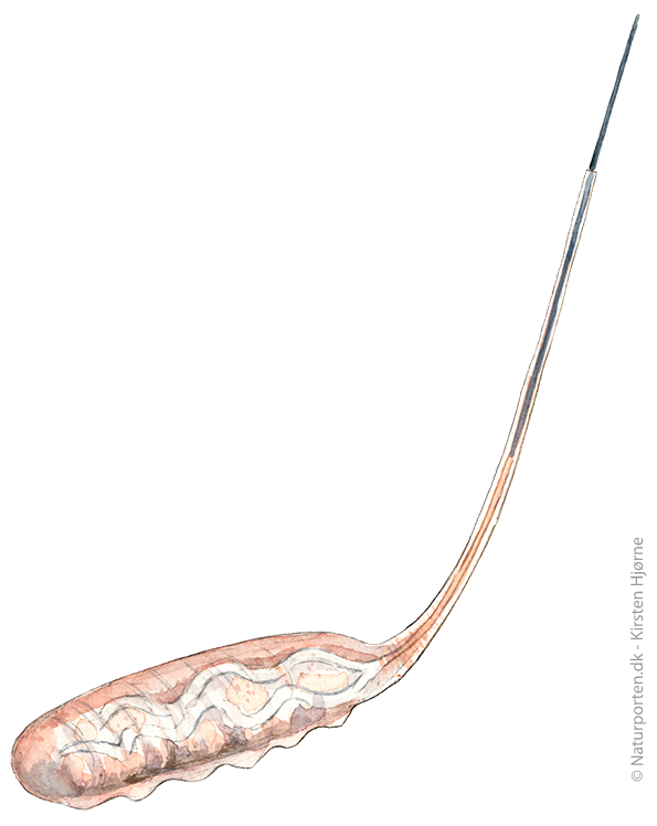 Dyndflue larve  © Naturporten - Kirsten Hjørne