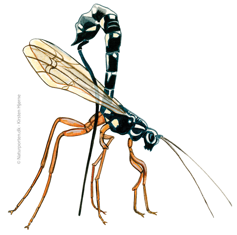 Sabelhveps © Naturporten - Kirsten Hjørne