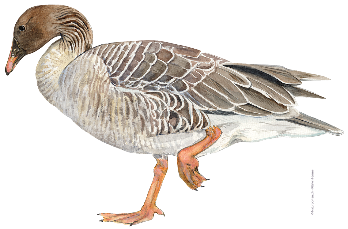 Sædgås © Naturporten - Kirsten Hjørne