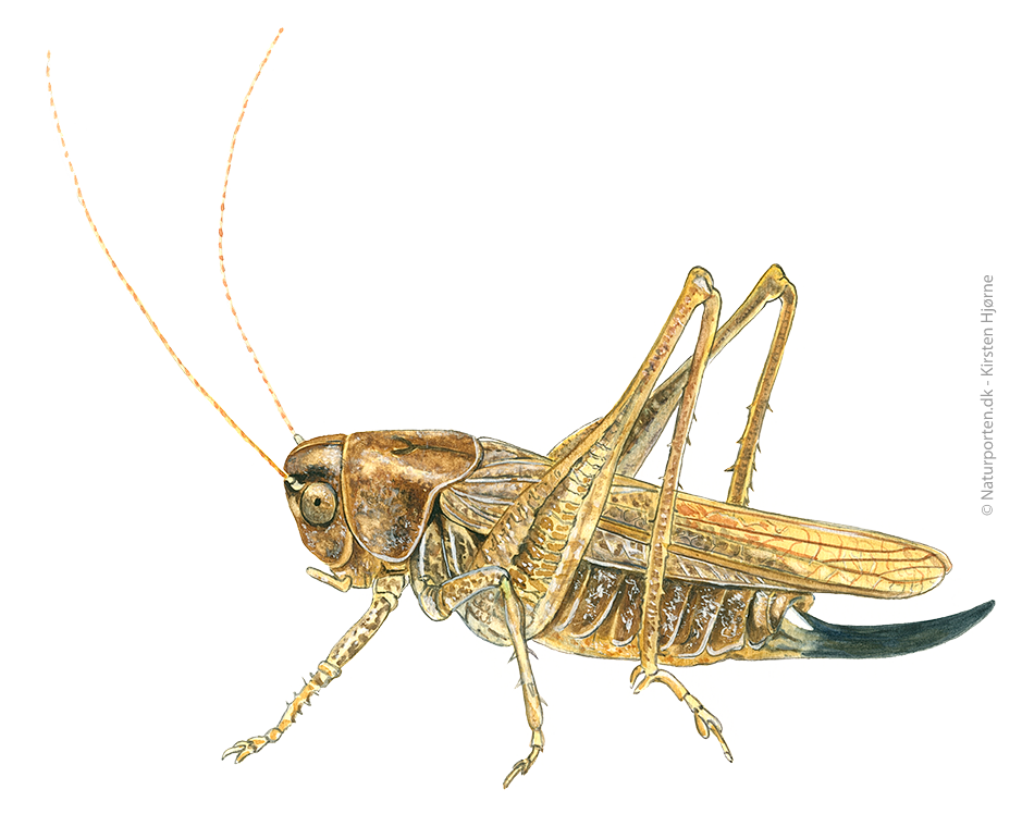 Sandgræshoppe © Naturporten - Kirsten Hjørne
