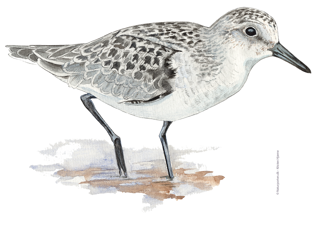 Sandløber © Naturporten - Kirsten Hjørne