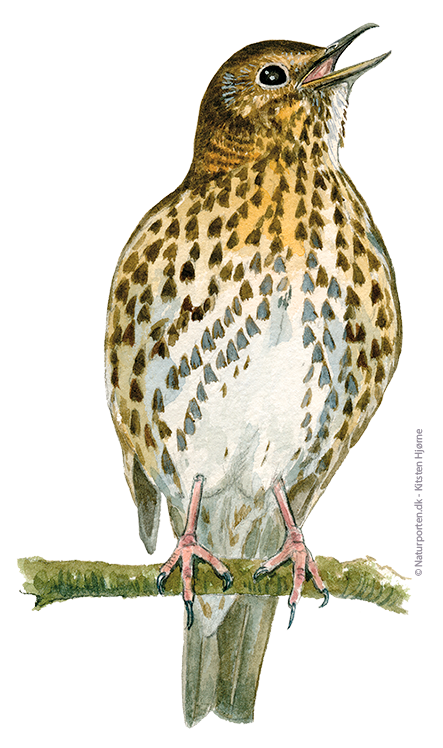 Sangdrossel © Naturporten - Kirsten Hjørne