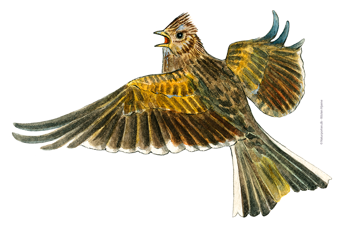 Sanglærke © Naturporten - Kirsten Hjørne