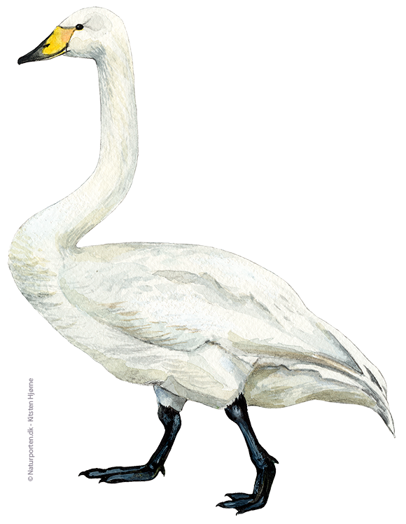 Sangsvane © Naturporten - Kirsten Hjørne