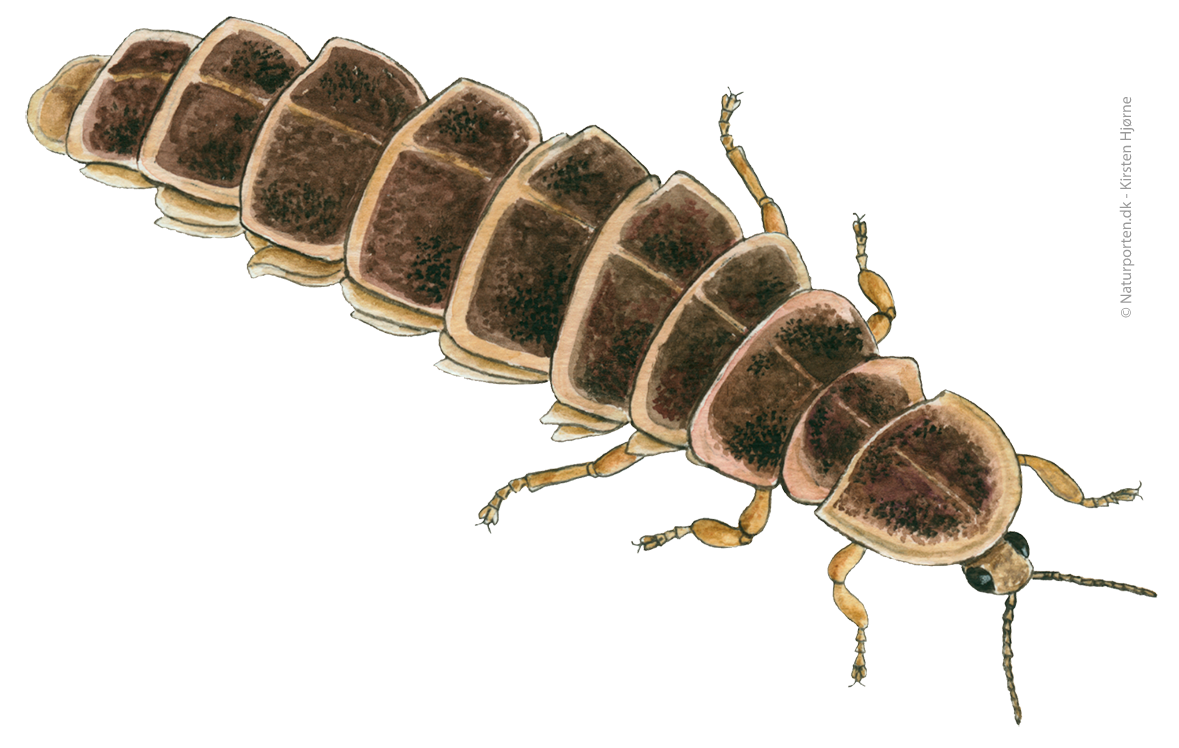 Sankthansorm © Naturporten - Kirsten Hjørne