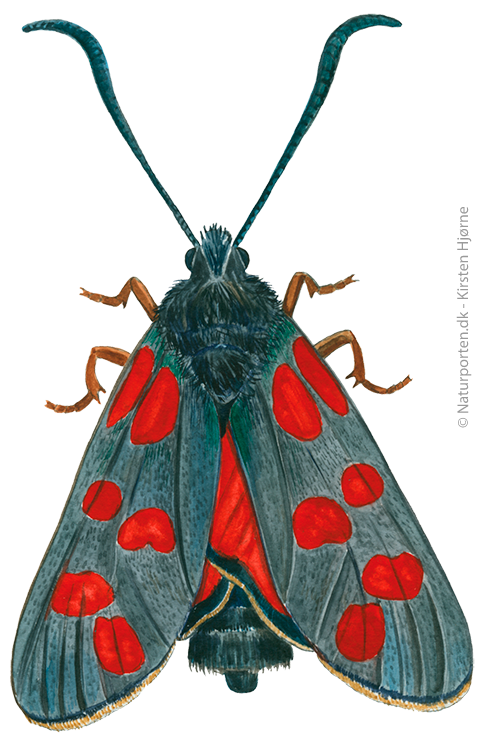 Seksplettet køllesværmer © Naturporten - Kirsten Hjørne