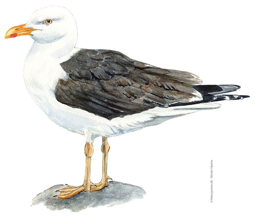 Sildemåge © Naturporten - Kirsten Hjørne