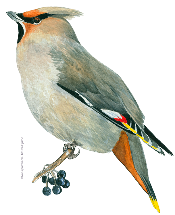 Silkehale © Naturporten - Kirsten Hjørne