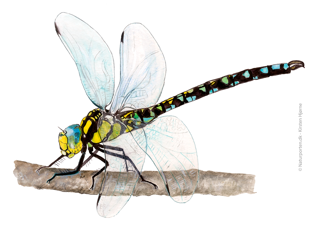 Siv-mosaik-guldsmed © Naturporten - Kirsten Hjørne