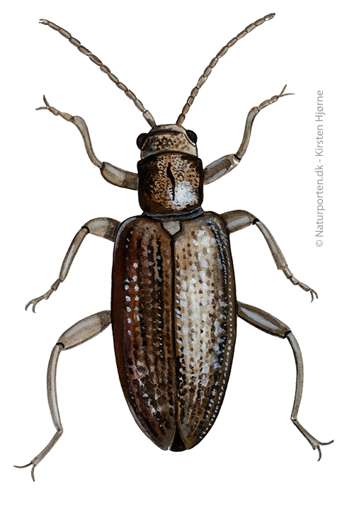 Sivbuk © Naturporten - Kirsten Hjørne