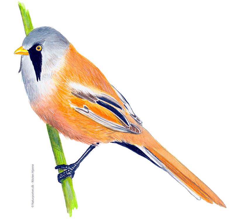 Skægmejse, han © Naturporten - Kirsten Hjørne