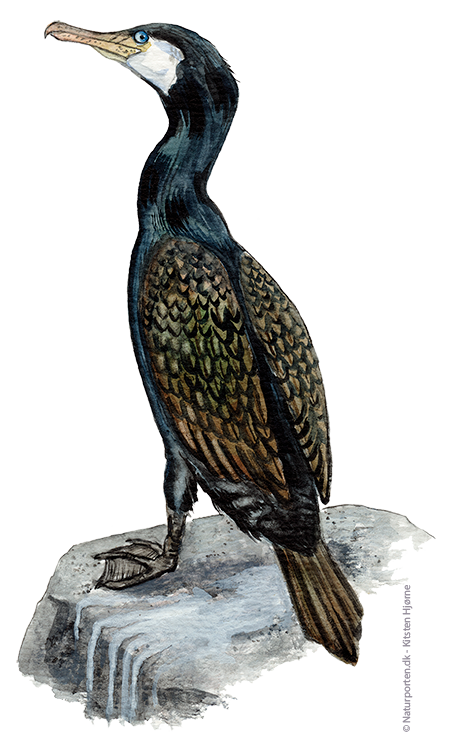 Skarv © Naturporten - Kirsten Hjørne