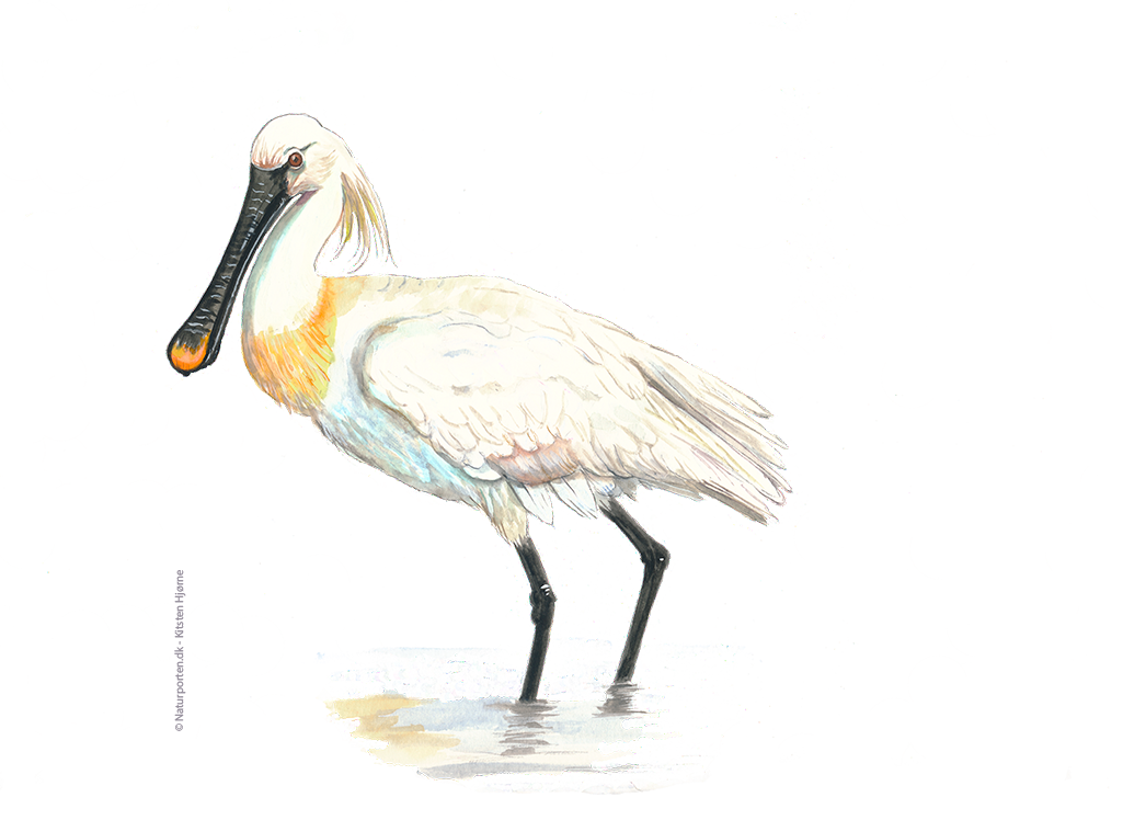 Skestork © Naturporten - Kirsten Hjørne