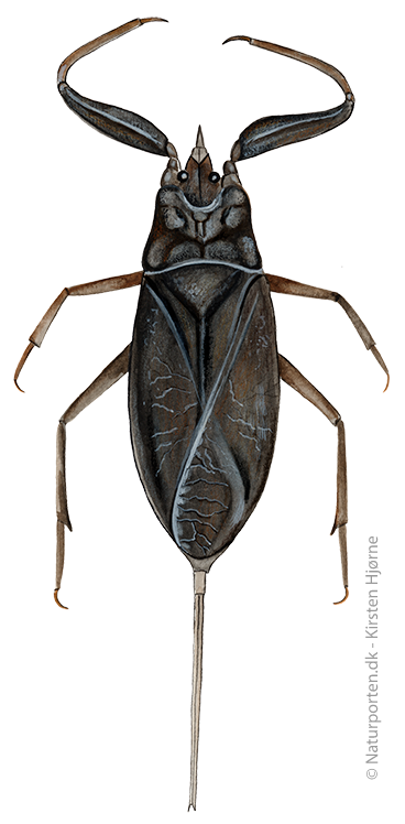 Skorpionstæge © Naturporten - Kirsten Hjørne