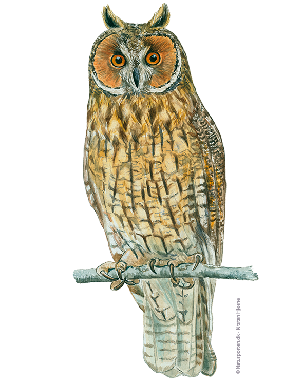 Skovhornugle © Naturporten - Kirsten Hjørne