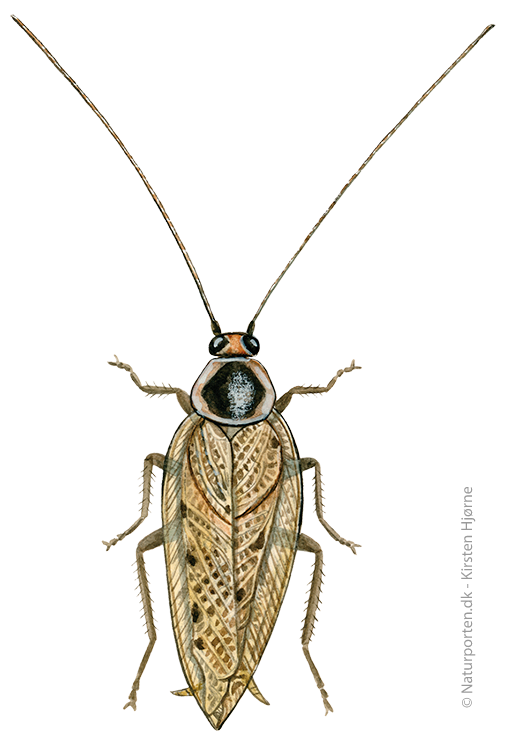 Skovkakerlak © Naturporten - Kirsten Hjørne