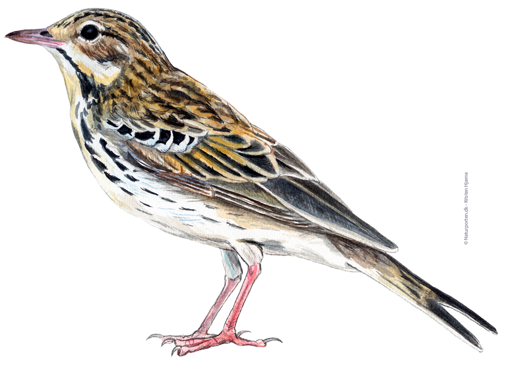 Skovpiber © Naturporten - Kirsten Hjørne