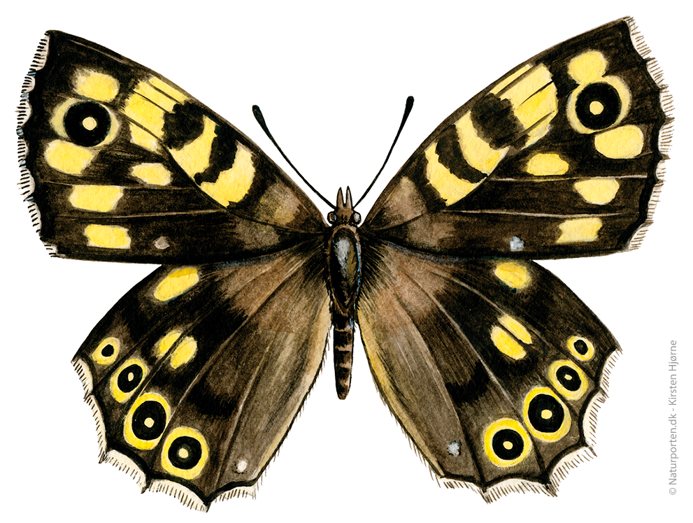 Skovrandøje © Naturporten - Kirsten Hjørne