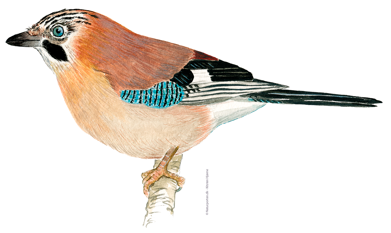 Skovskade © Naturporten - Kirsten Hjørne