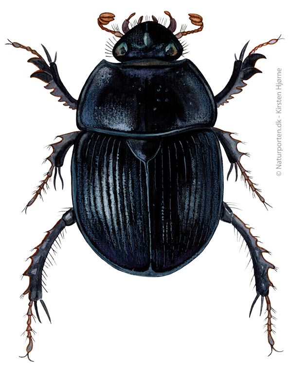 Skovskarnbasse © Naturporten - Kirsten Hjørne