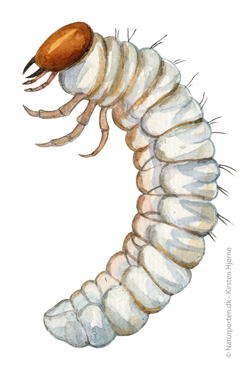Skjovskarnbasse, larve © Naturporten - Kirsten Hjørne