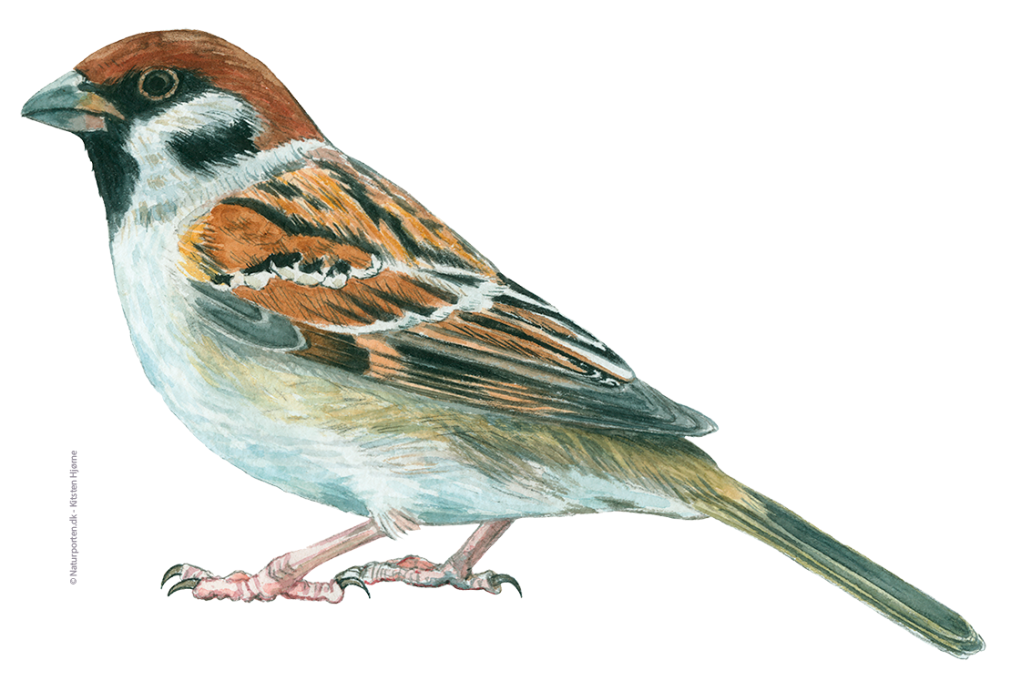 Skovspurv © Naturporten - Kirsten Hjørne