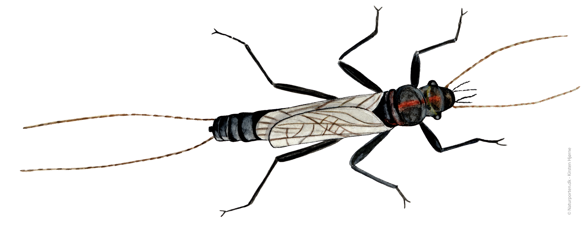 Slørvinge han © Naturporten - Kirsten Hjørne