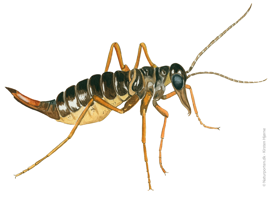 Sneloppe © Naturporten - Kirsten Hjørne