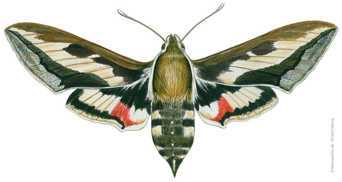 Snerresværmer © Naturporten - Kirsten Hjørne