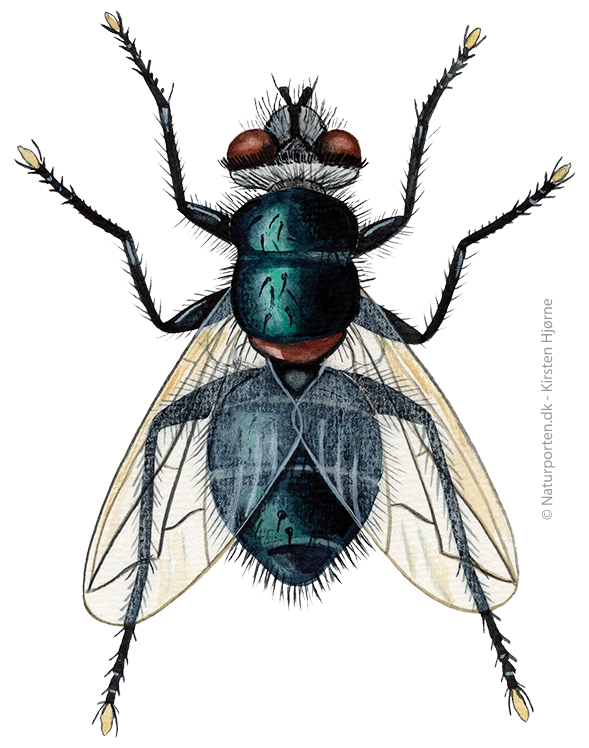 Snylteflue © Naturporten - Kirsten Hjørne