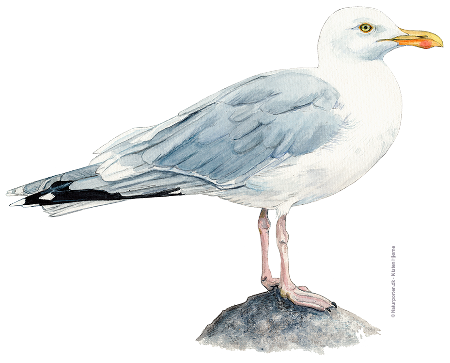 Sølvmåge © Naturporten - Kirsten Hjørne