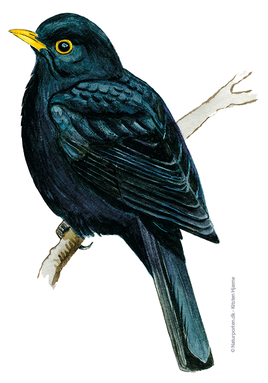 Solsort han © Naturporten - Kirsten Hjørne