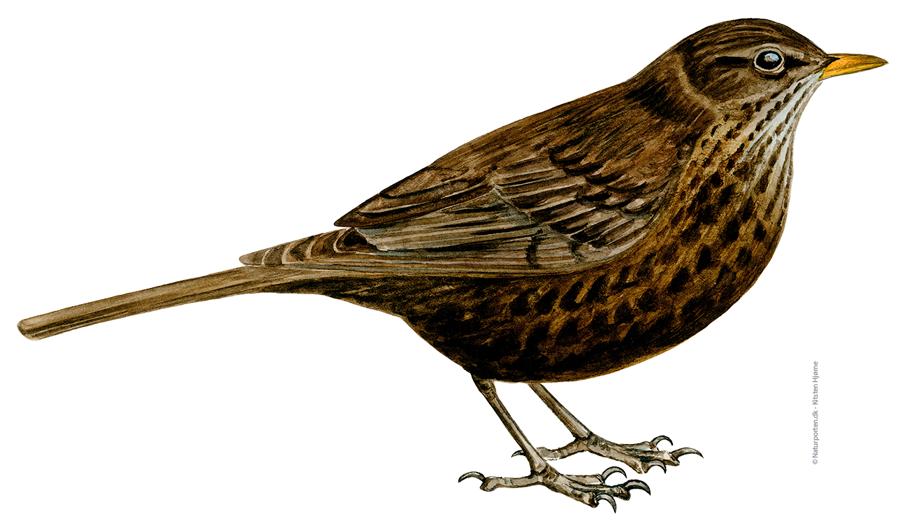 Solsort hun © Naturporten - Kirsten Hjørne