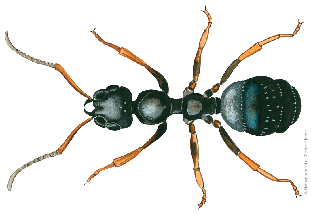 Sort havemyre © Naturporten - Kirsten Hjørne