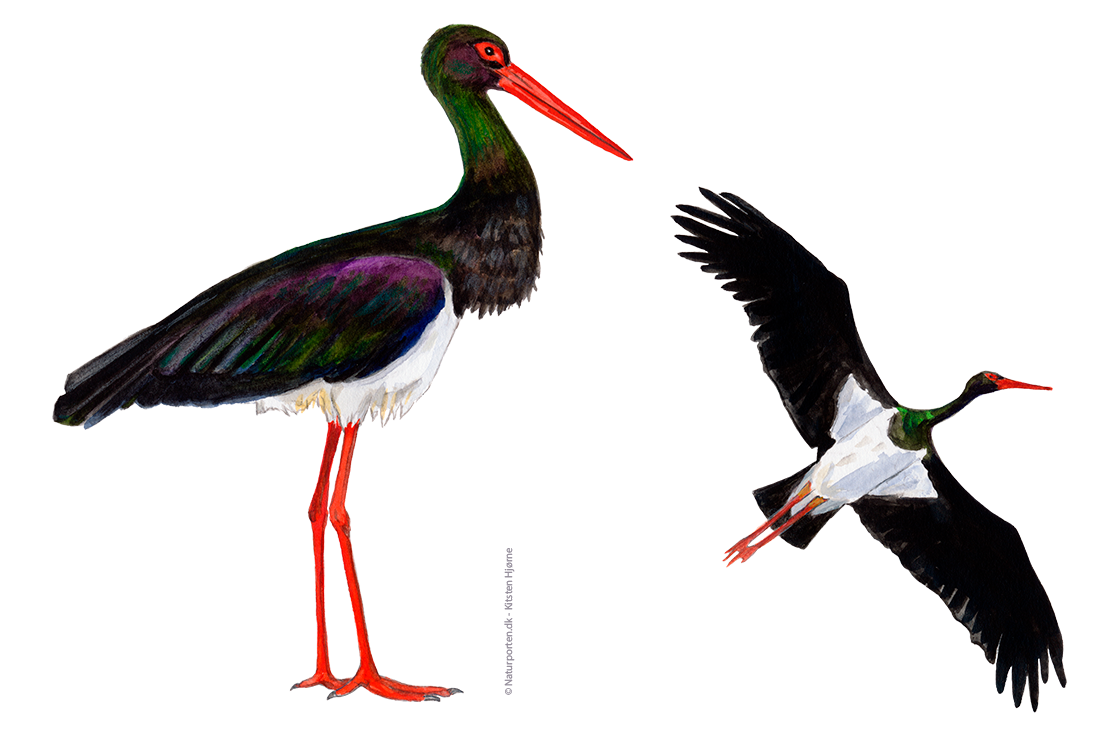 Sort stork © Naturporten - Kirsten Hjørne