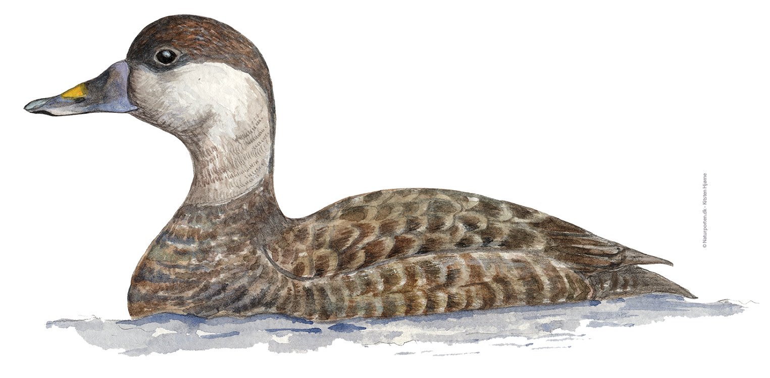 Sortand hun © Naturporten - Kirsten Hjørne