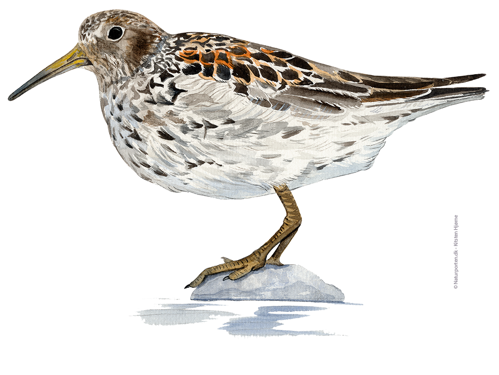 Sortgrå ryle © Naturporten - Kirsten Hjørne