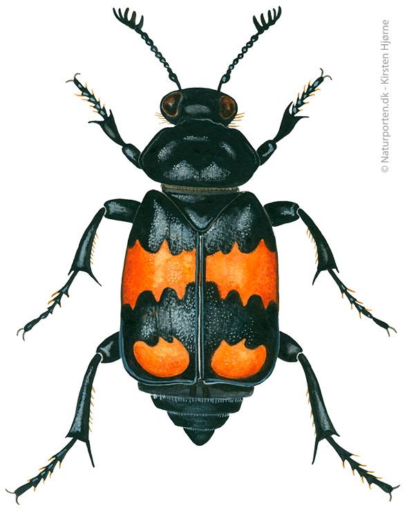 Sortkøllet ådselgraver © Naturporten - Kirsten Hjørne