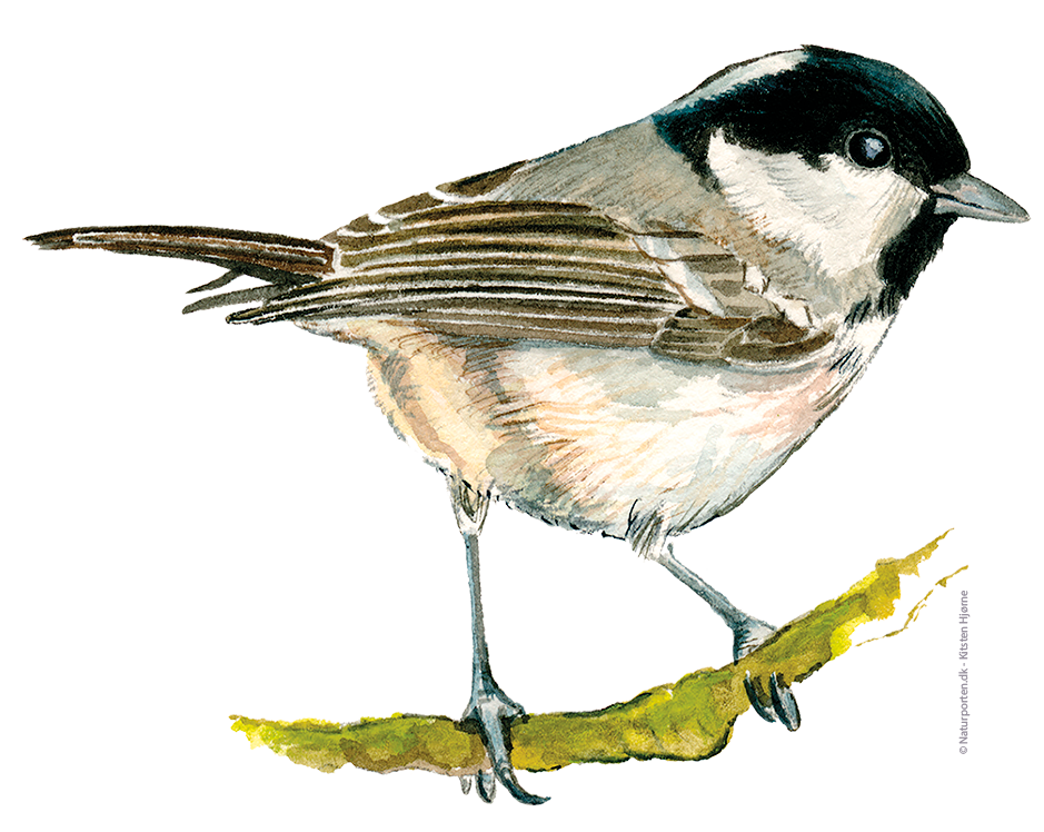 Sortmejse © Naturporten - Kirsten Hjørne