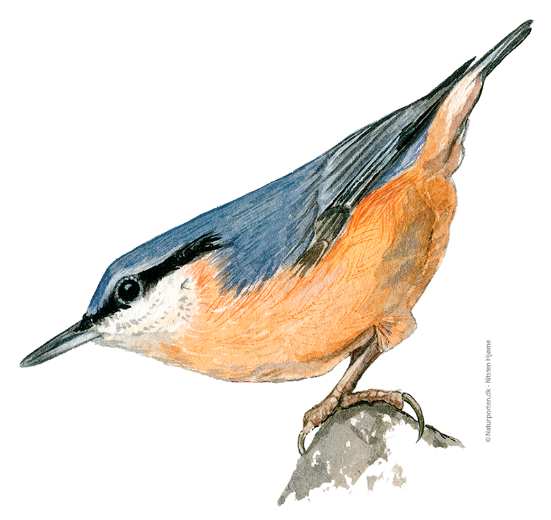 Spætmejse © Naturporten - Kirsten Hjørne