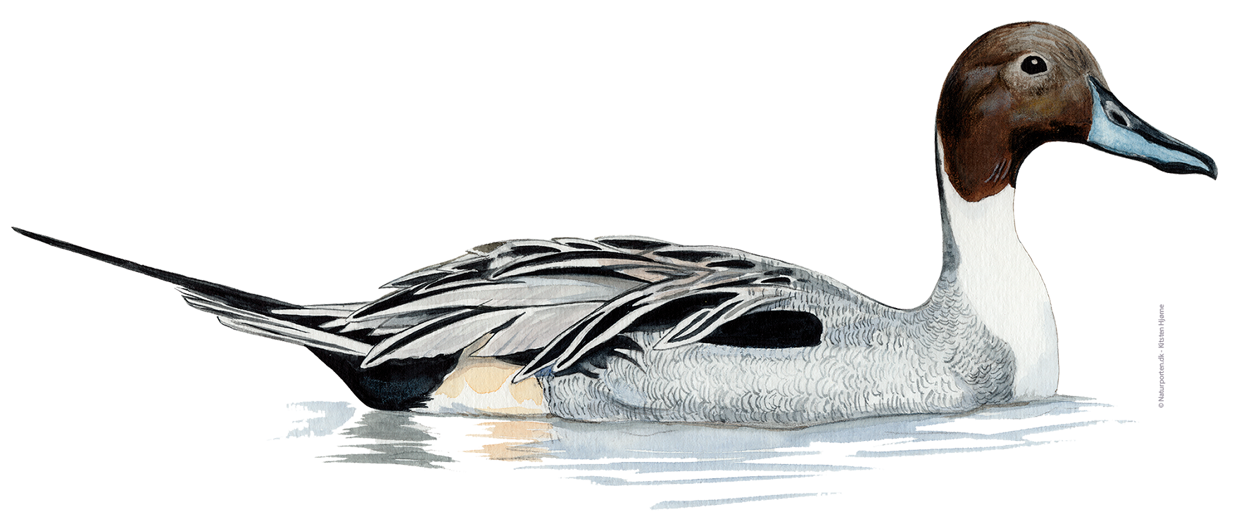 Spidsand han © Naturporten - Kirsten Hjørne