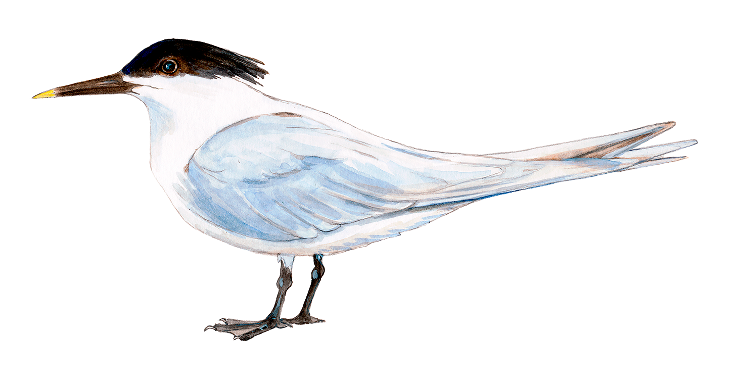 Splitterne © Naturporten - Kirsten Hjørne
